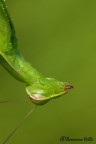 Dopo la muta  affamata come una Mantide

https://dl.dropbox.com/u/57928059/macro/2012/IMG_6745hr.jpg