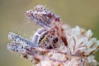 Aracnofobia