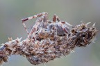 Aracnofobia