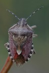 cimice
