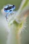 dati EXIF:  canon 50d 100mm macro  1/6 f8 iso 640 comp. esp. +1/3