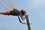 Dragonfly #2