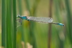 Dragonfly #3