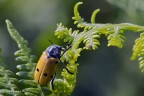 Lachnaea sexpuntata ?
