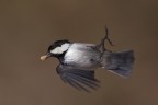 Volo
