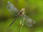 Canon 7D - Sigma 180 mm - f/13 - 1/25 - ISO 200 - tripod