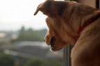 Outside the window