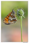 Melitea Athalia