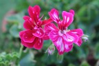 Fiore