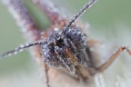 Melitaea 3:1