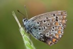 Melitaea 1:1