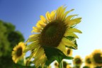 girasole
