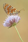 Melitea Didima
