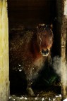 Un pony che si ripara nella sua casetta da un'abbondante nevicata!!!

Consigli e critiche ben accetti!!!

Un saluto!
