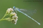 Camera: Nikon D90
Obbiettivo: Tamron 180mm F/3.5
Lunghezza focale: 180mm
Diaframma: 11
Tempo di posa: 1/15 sec.
Esposizione: -0.3EV
ISO: 200
WB: Nuvoloso
Altro: Cavalletto, Piastra micrometrica, Scatto remoto, Esposizione posticipata, Plamp, Pannello riflettente

[url=http://dl.dropbox.com/u/67381733/Forum/111663_0001_Erythromma_Lindenii.jpg][color=red]Versione 1500[/color][/url]