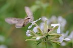 Hyles gallii
