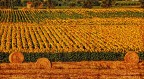 Oro su oro