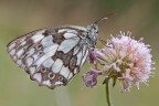 melanargia galathea