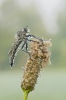 Mchimus SP
