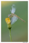 Sympetrum fonscolombii femmina