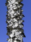 Corteccia