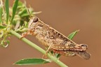Cavalletta