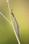 Macronemurus appendiculatus