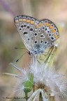Aricia-agestis