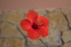 amico di giardino