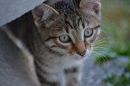 Primo piano sul volto di un gatto