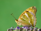 argynnis paphia