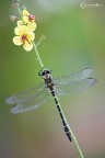 Canon 5D Mark II, Sigma 180mm f/3.5 EX HSM Macro, 1/15 f/20.0, ISO 100, treppiede.
