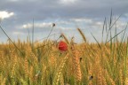 Campo di grano
