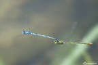 Volo d'amore
