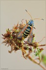  una falenetta!
Bembecia ichneumoniformis ([Denis & Shiffermller], 1775)
Lepidoptera Sesiidae

Nikon D700-Sigma 180 macro-f 16-0,4 sec-iso 400

per vedere meglio:
http://img692.imageshack.us/img692/6916/bembeciaichneumoniformi.png