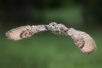 VOLO
