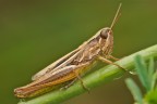 Cavalletta