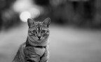 The Cat