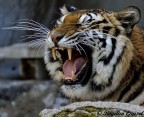 Nikon D3100 + tamron 105-450mm VC UD
Zoo di roma
Consigli e critiche sempre ben accettate!