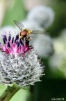 Episyrphus