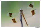 Libellula di Luglio