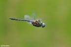 Somatochlora arctica : obbligatoriamente in volo
