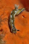 Hypselodoris villafranca