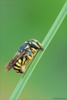 Anthidiellum sp.
Himenoptera Magachilidae

Nikon D700-Sigma 180 macro D-f 18-0,6 sec- iso 400

per vedere meglio:
http://img827.imageshack.us/img827/7669/anthidiellumsp7fx053912.png