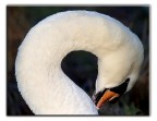cigno