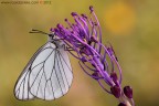 On a violet flower...