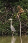 Primo test di avifauna con il tamron 70-300 usd
