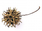 STRANO FRUTTO