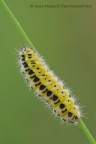 Zygaena filipendulae