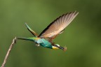 Volo